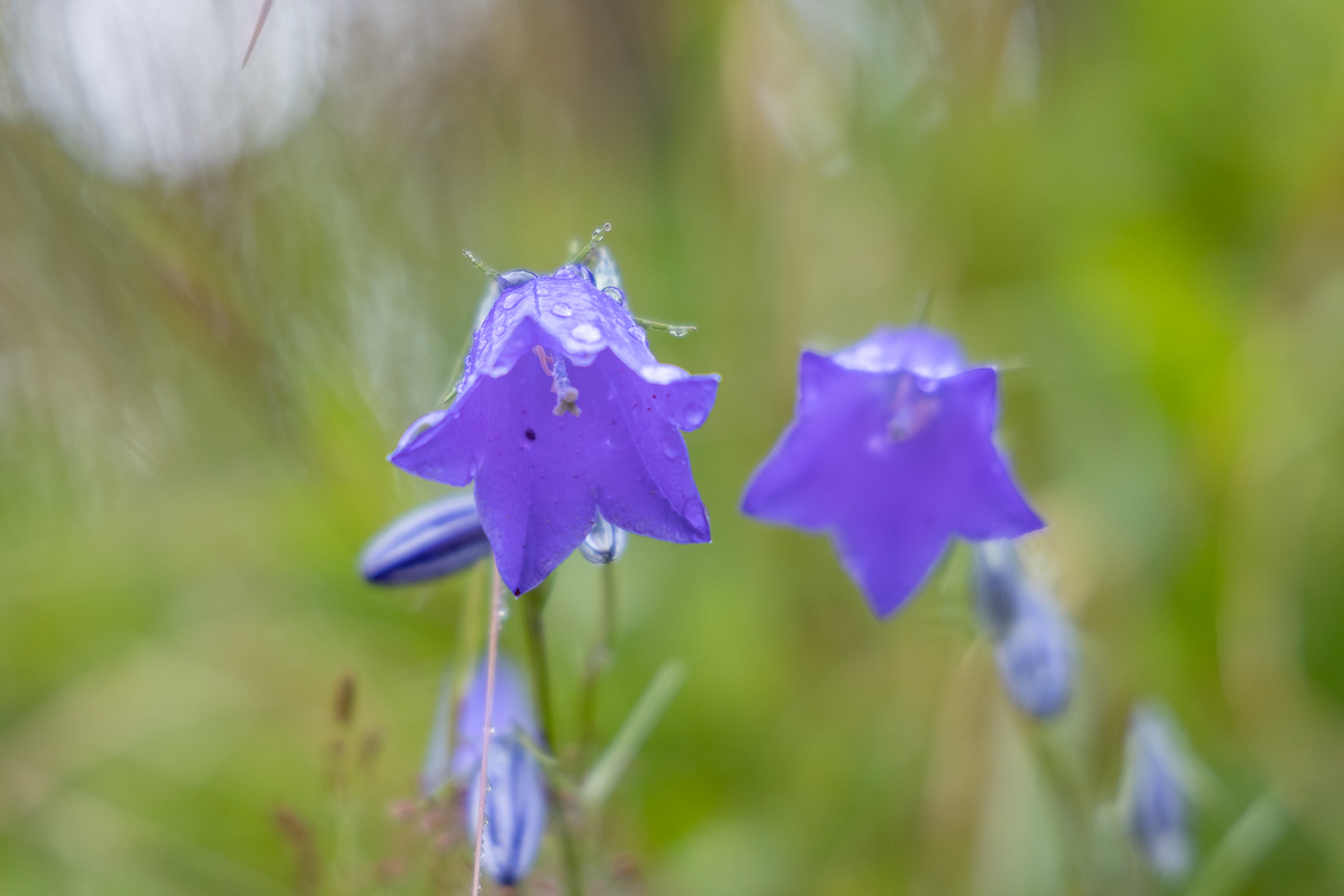 Rundblättrige Glockenblume [Campanula rotundifolia]