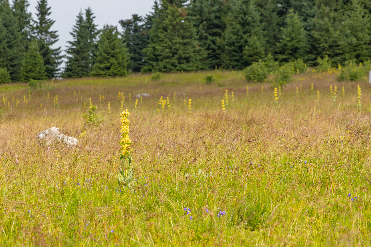 Die Wiesen sind voll mit Gelbem Enzian [Gentiana lutea]