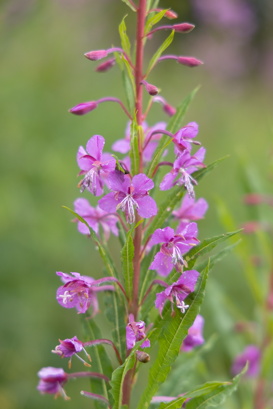 Schmalblättriges Weidenröschen [Epilobium angustifolium]