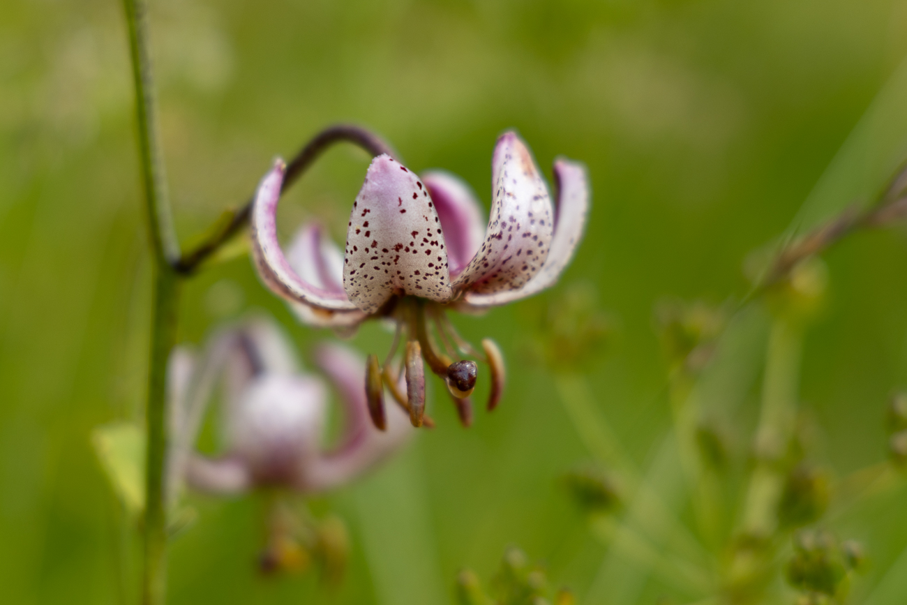 Türkenbundlilie [Lilium martagon]