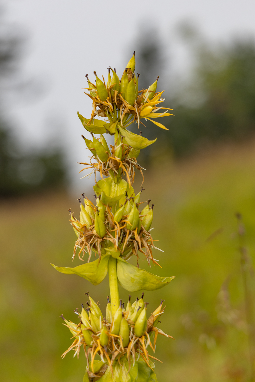 Gelber Enzian [Gentiana lutea]