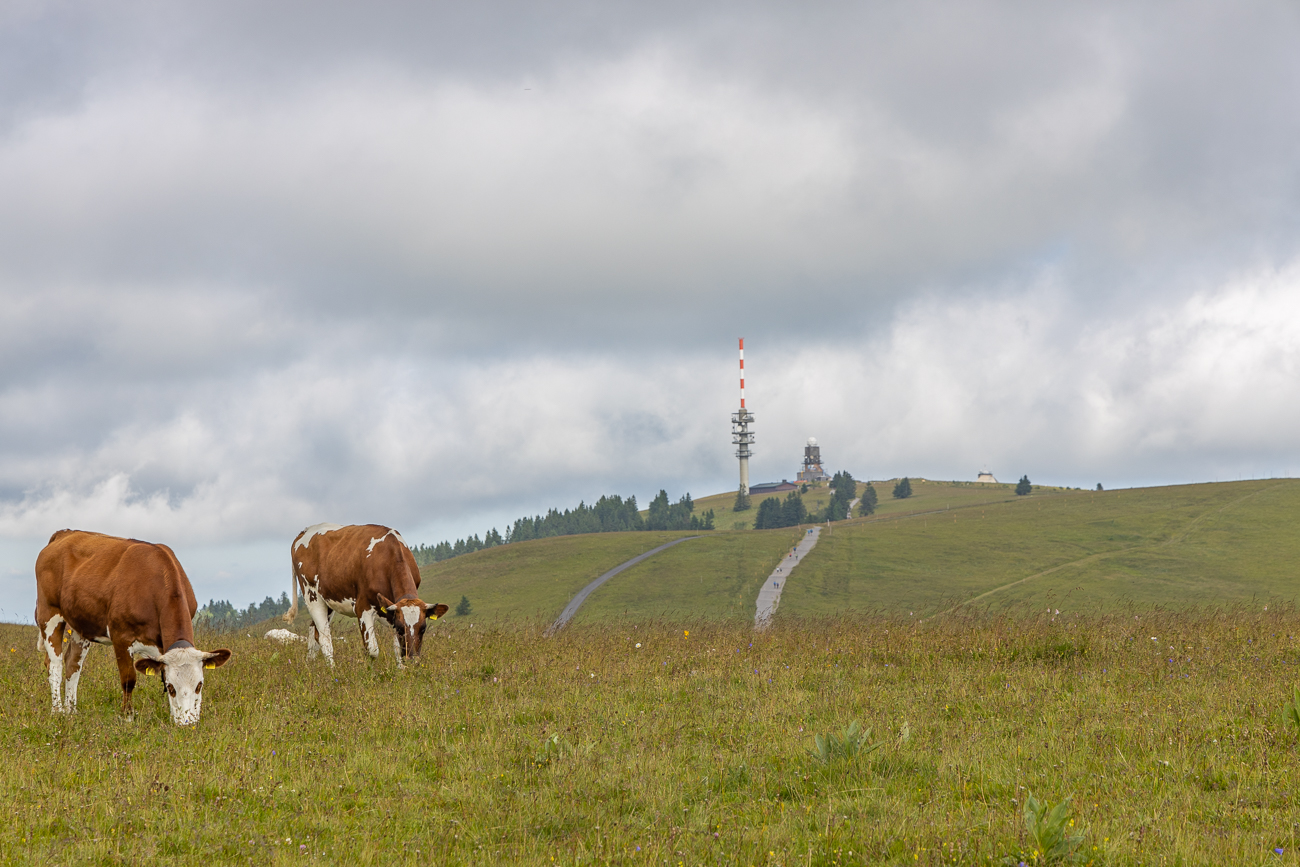 Kühe, Sendemasten und Friedrich-Luise-Turm