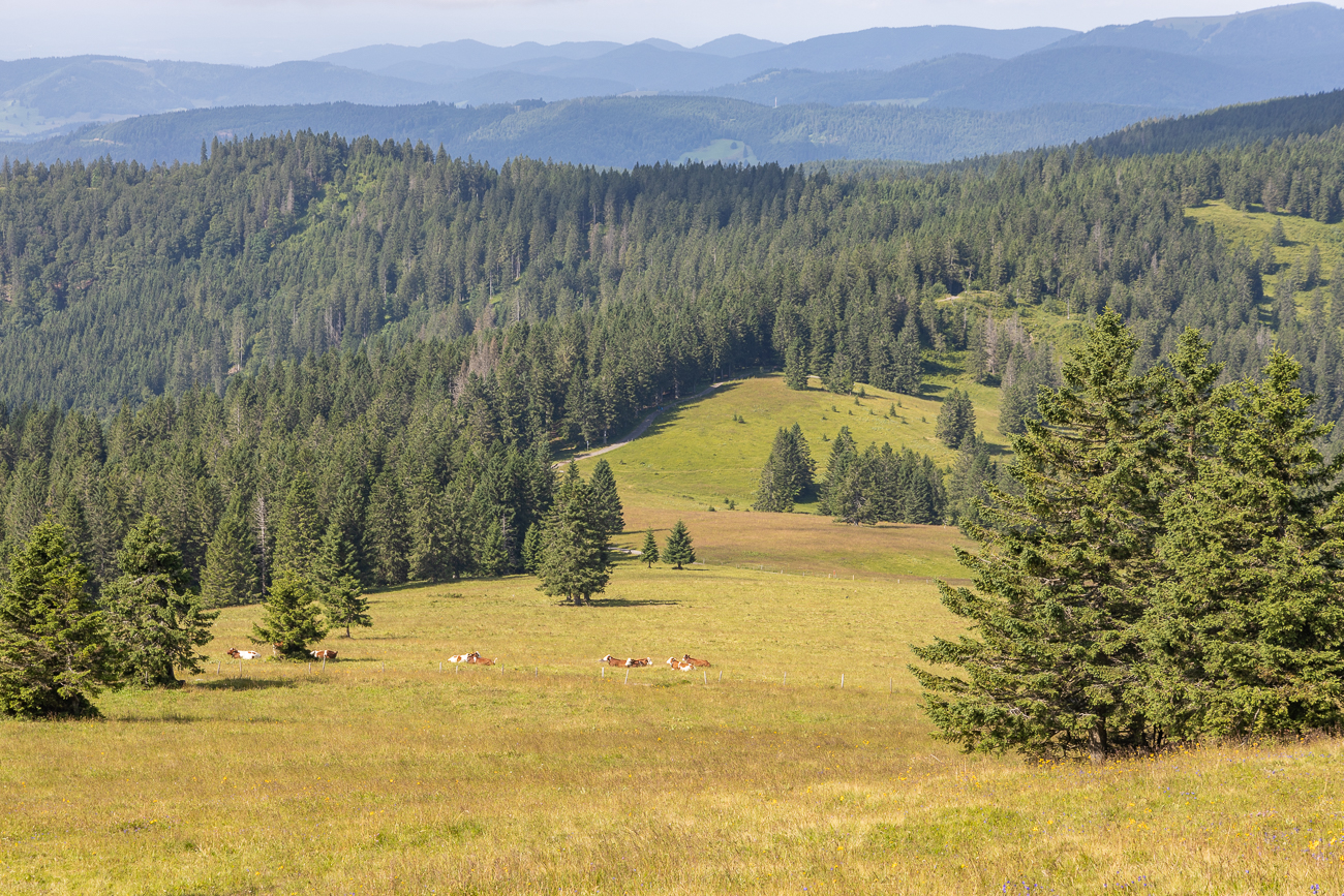 Weidelandschaft zwischen den Fichten