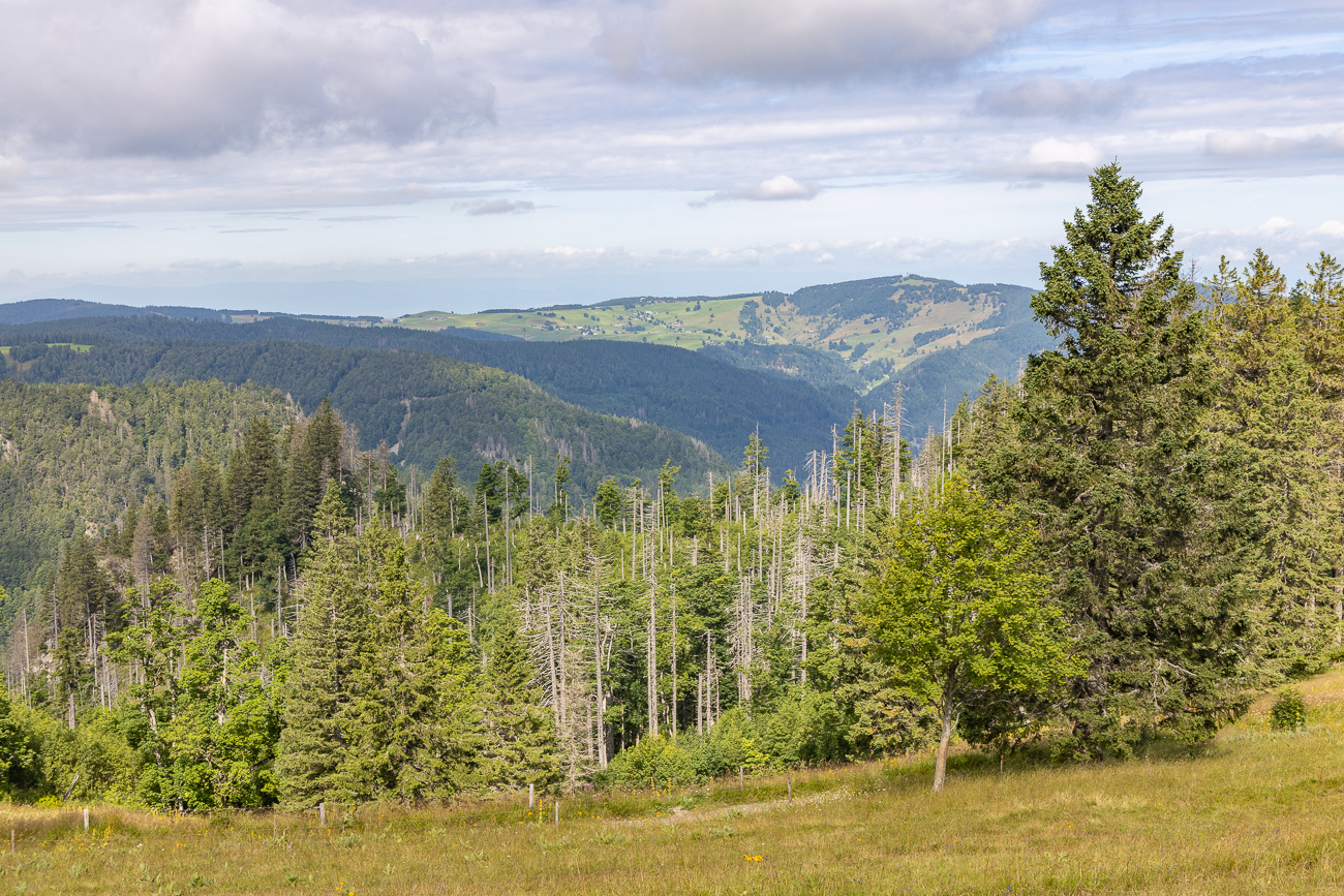 Leider sind schon viele Nadelbäume abgestorben