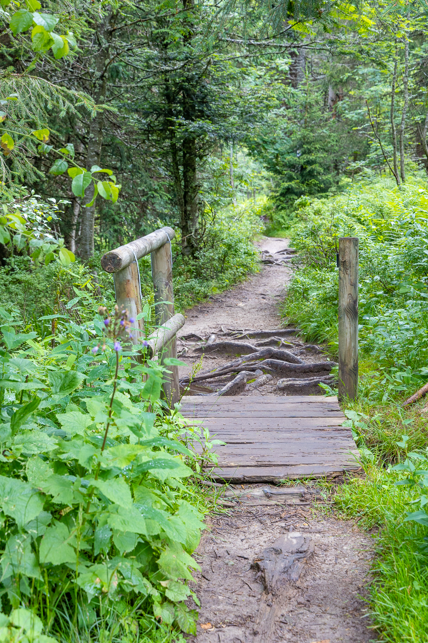 Brücke und wilde Wurzeln