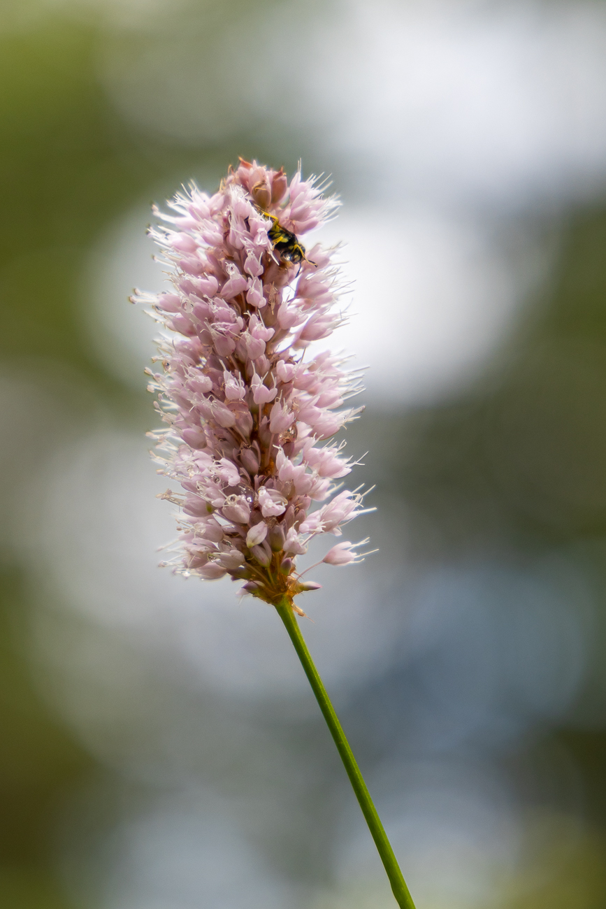 Schlangen-Knöterich [Bistorta officinalis]