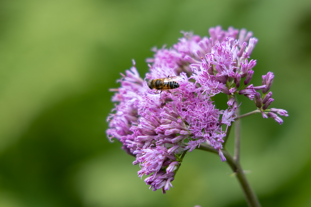 Grauer Alpendost [Adenostyles alliariae]