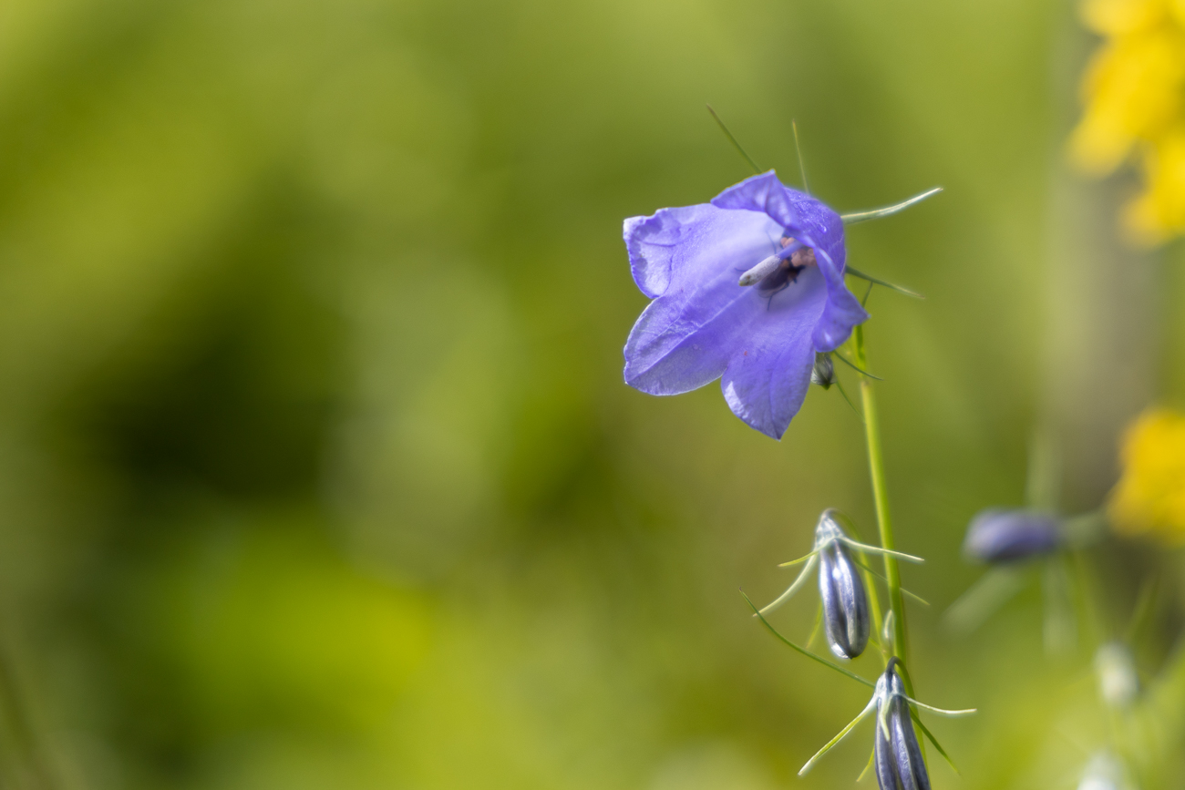 Rautenblättrige Glockenblume [Campanula rhomboidalis]