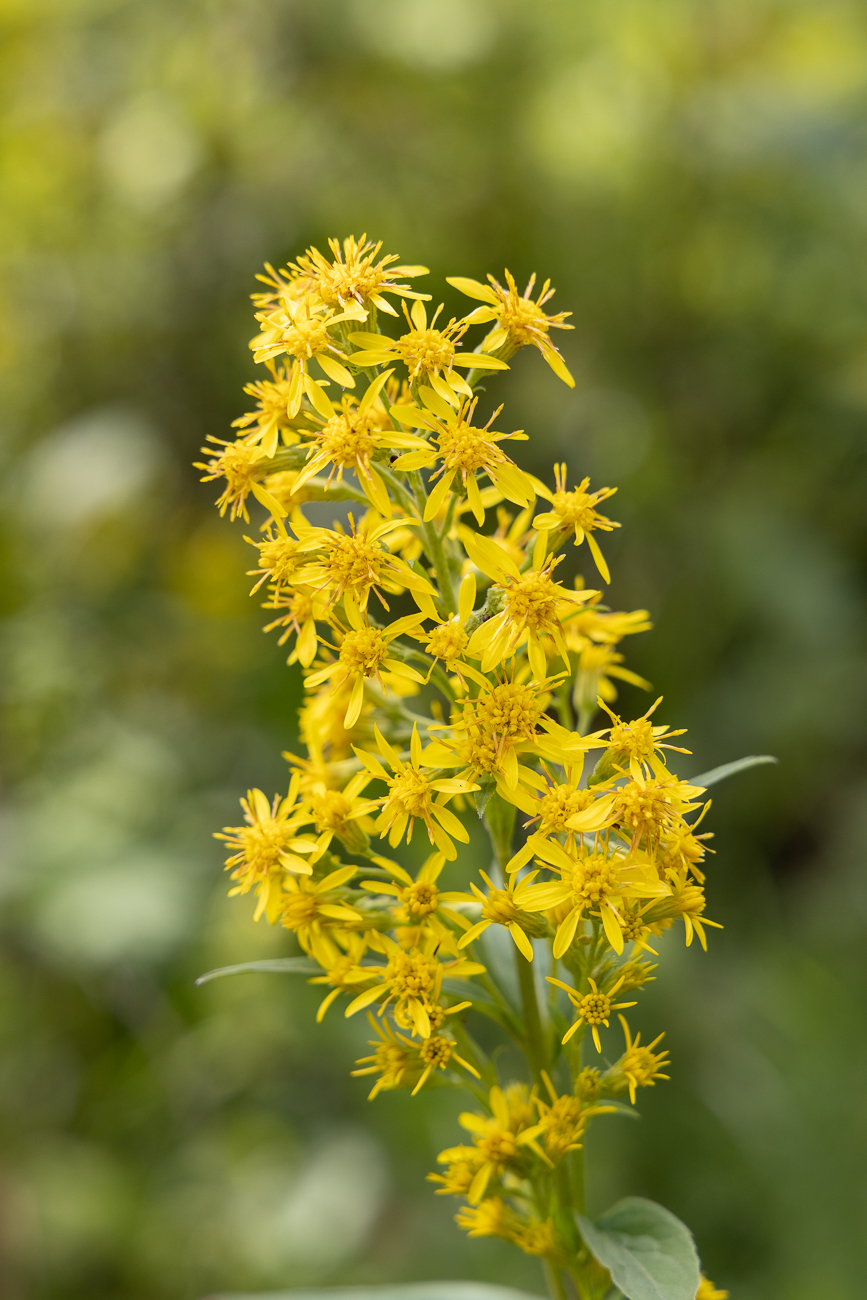 Gewöhnliche Goldrute [Solidago virgaurea]