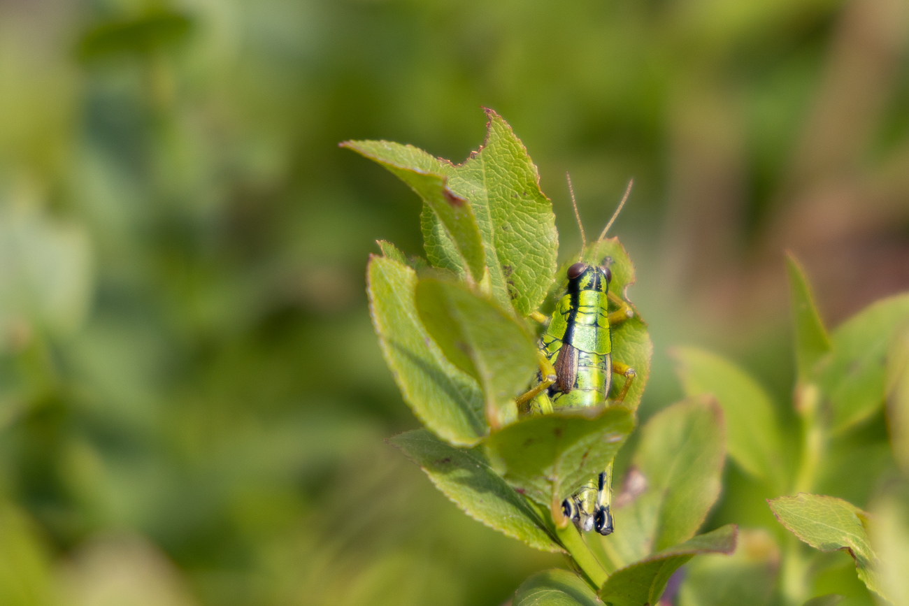 Grashüpfer zwischen den Heidelbeeren