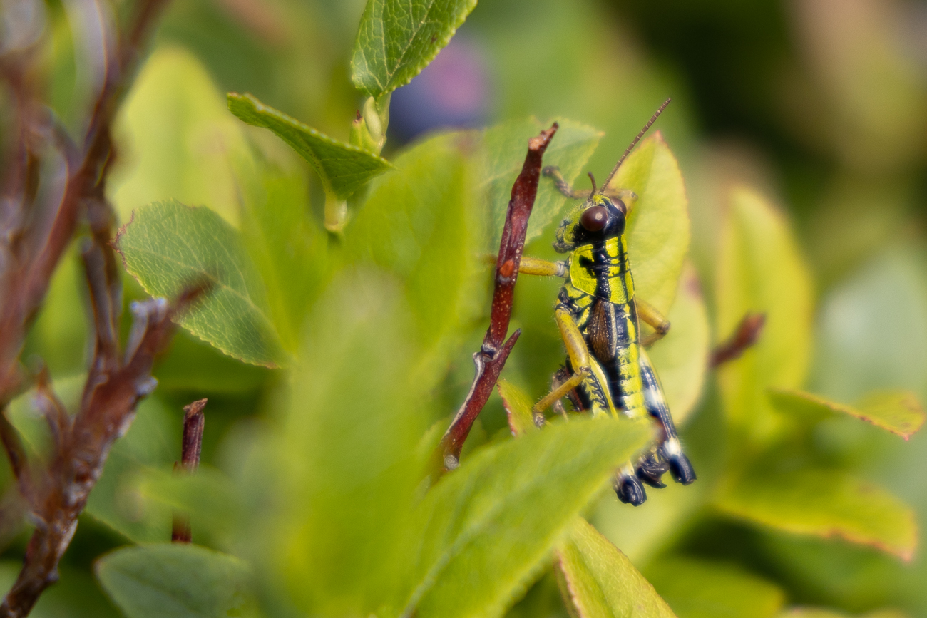 Grashüpfer zwischen den Heidelbeeren