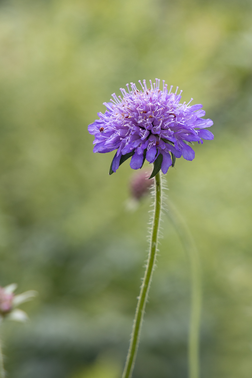 Acker-Witwenblume [Knautia arvensis]