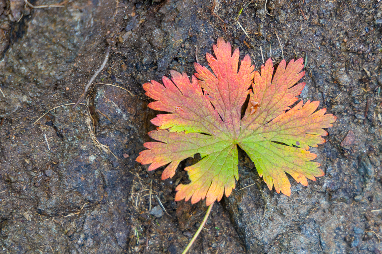 Die Farben des Herbstes, obwohl noch Hochsommer ist