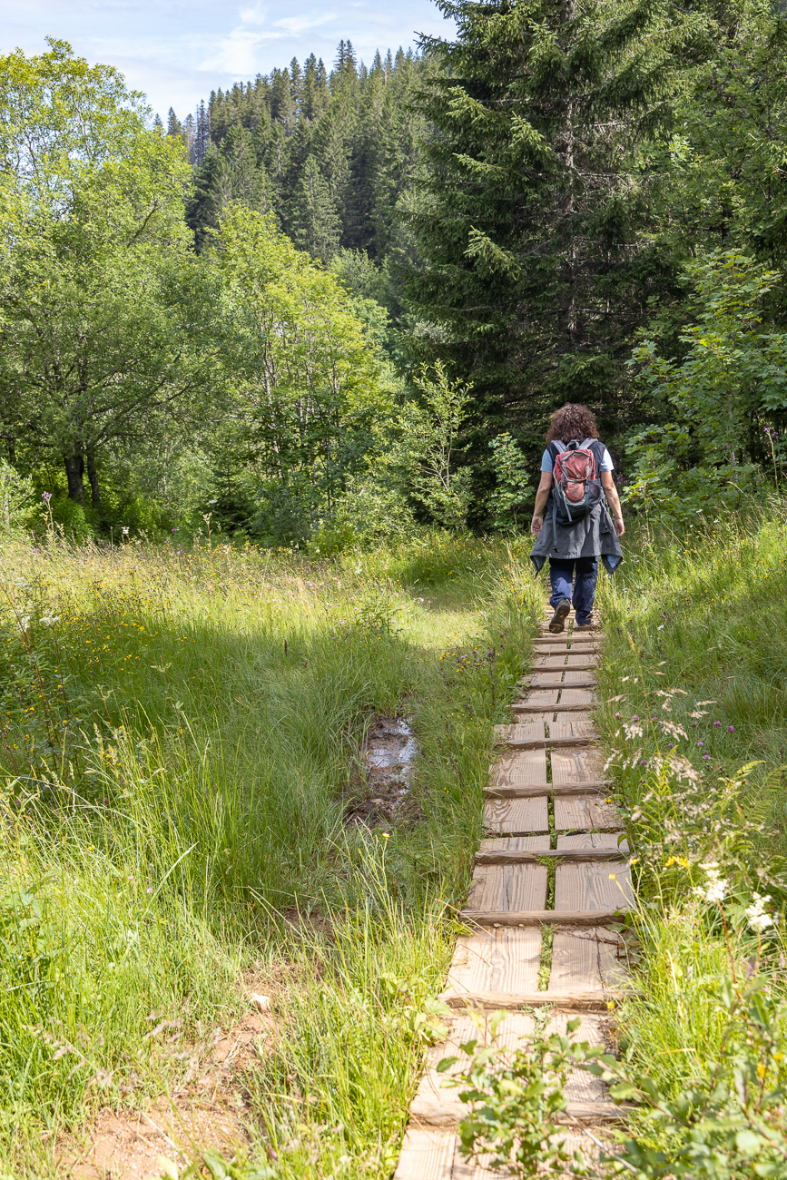 Holzstege führen über ein Hochmoor ...