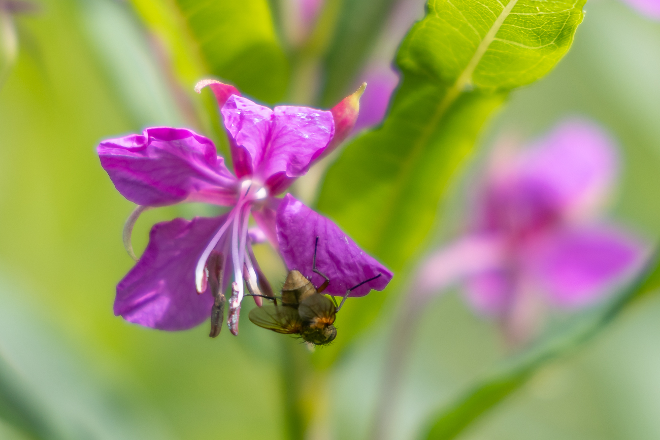 Schmalblättriges Weidenröschen [Epilobium angustifolium] mit Gast