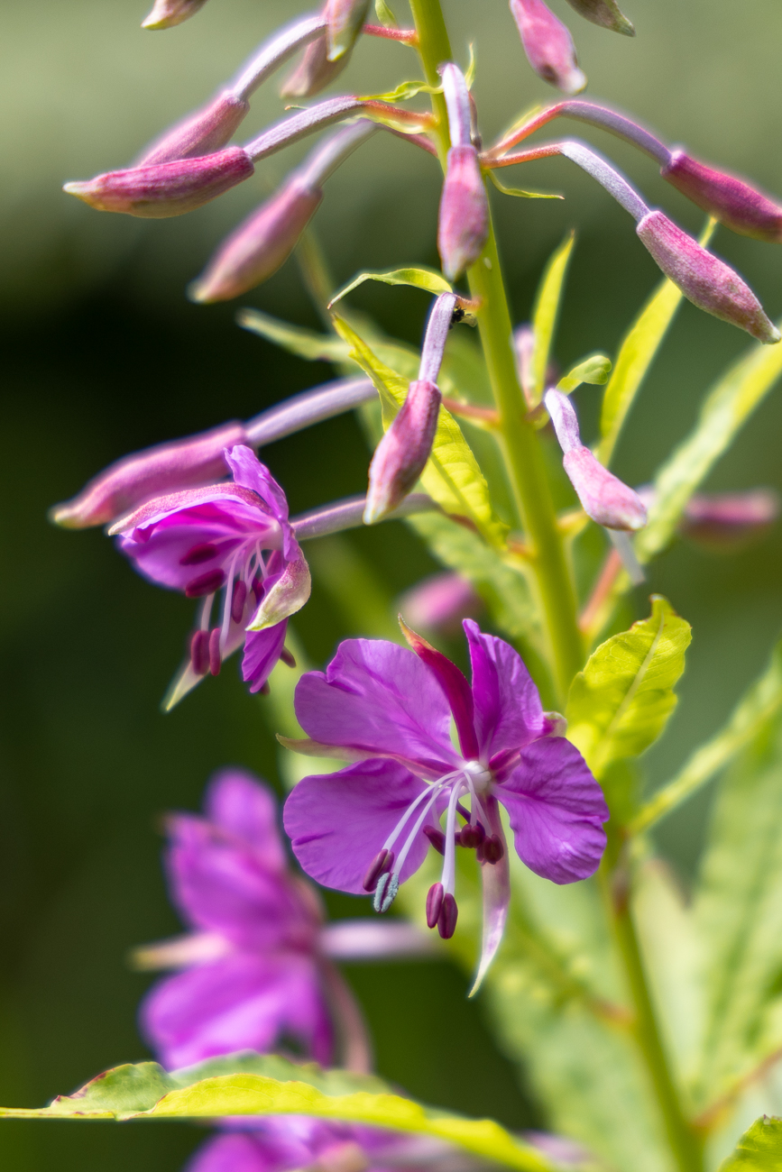 Schmalblättriges Weidenröschen [Epilobium angustifolium]