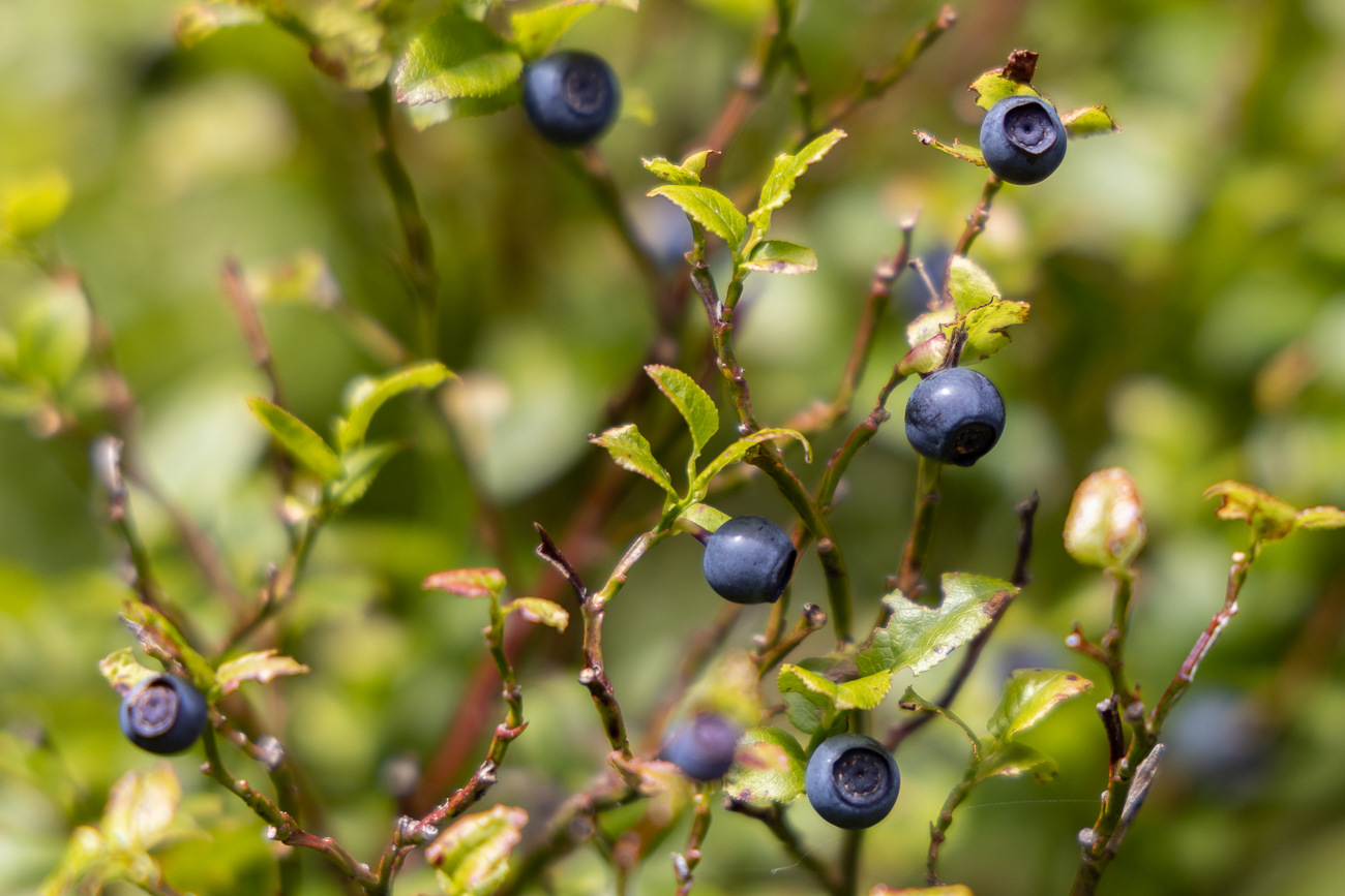 Heidelbeeren