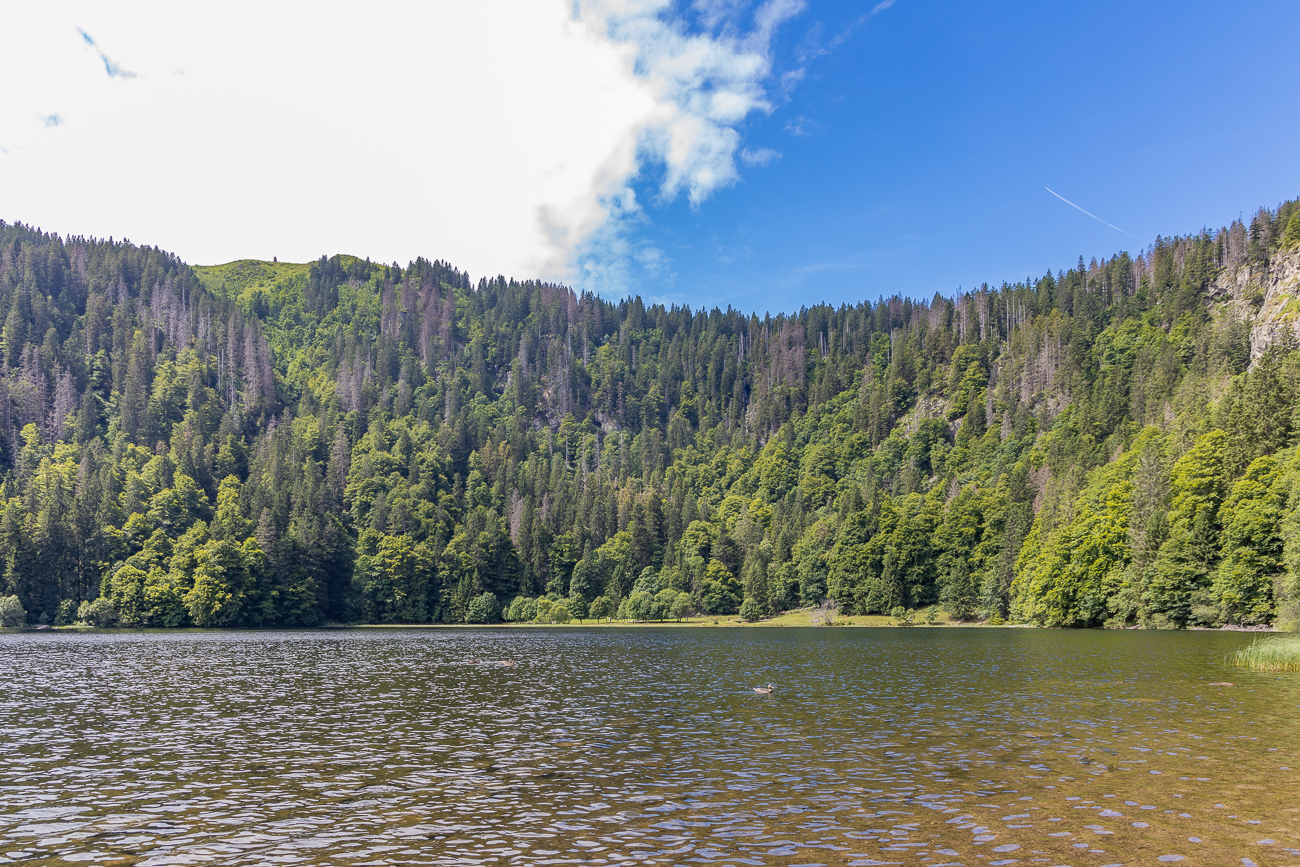 Am Feldsee