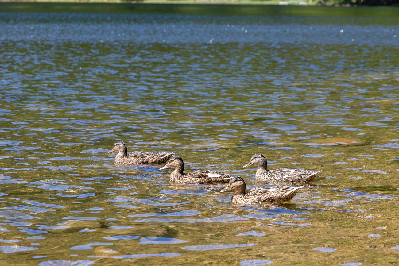 Der Feldsee ist Teil des Naturschutzgebiets Feldberg, das seit 1937 besteht und das älteste Naturschutzgebiet in Baden-Württemberg ist. Mittlerweile herrscht im Feldsee ein generelles Badeverbot. Dies dient zum Schutz einer seltenen Art des stachelsporigen Brachsenkrauts [<em>Isoetes echinospora</em>], eines Unterwasserfarns, der in 1–2 m Tiefe gedeiht und in Deutschland außer im Feldsee nur noch im Titisee vorkommt. Diese Pflanze ist auf nährstoffarme Seen mit kühlem, sehr klarem Wasser angewiesen. Rund um den Feldsee findet man einen sogenannten Bannwald. Dieser Mischwald steht ebenfalls unter Naturschutz und wird sich selbst überlassen.