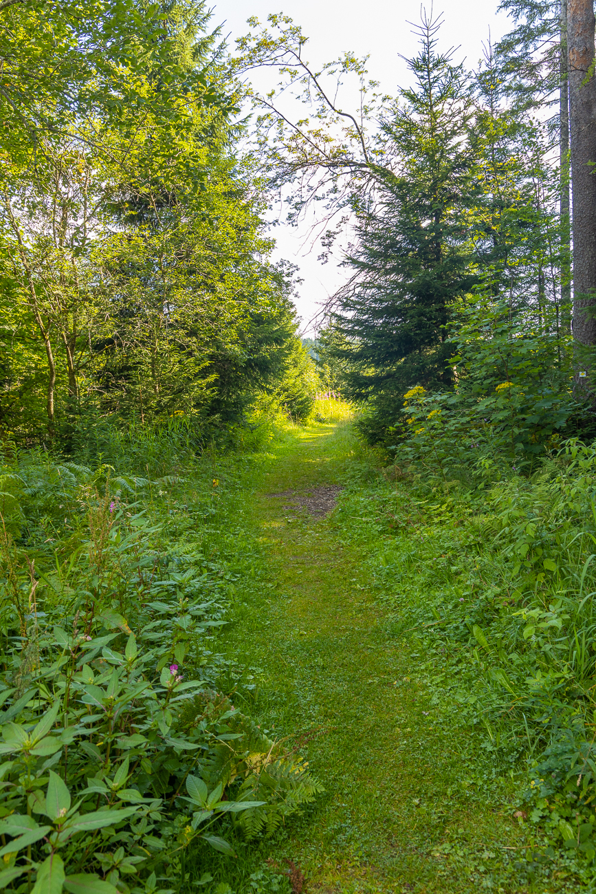 Der Klostersteig führt meist über schmale Pfade