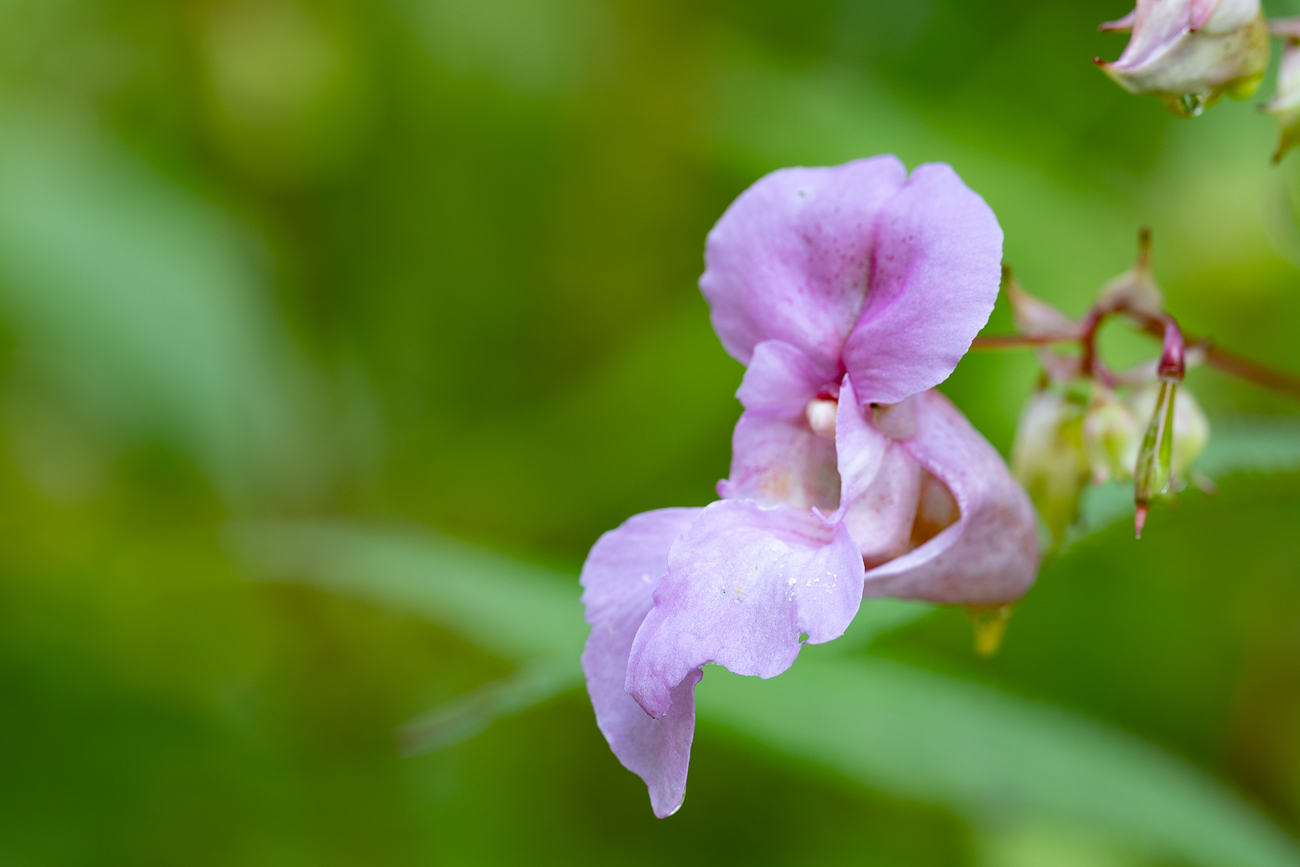 Drüsiges Springkraut [Impatiens glandulifera]