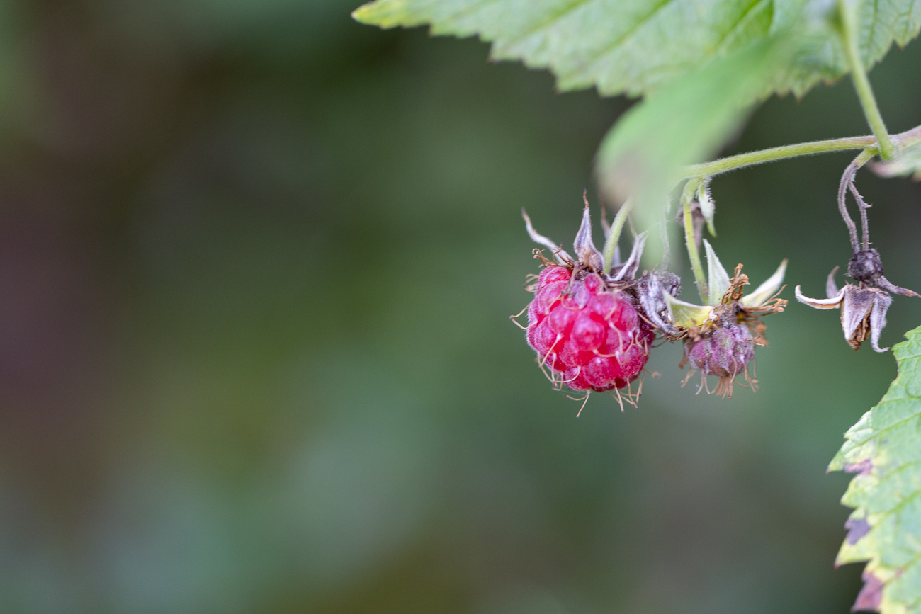 Leckere Himbeeren ...