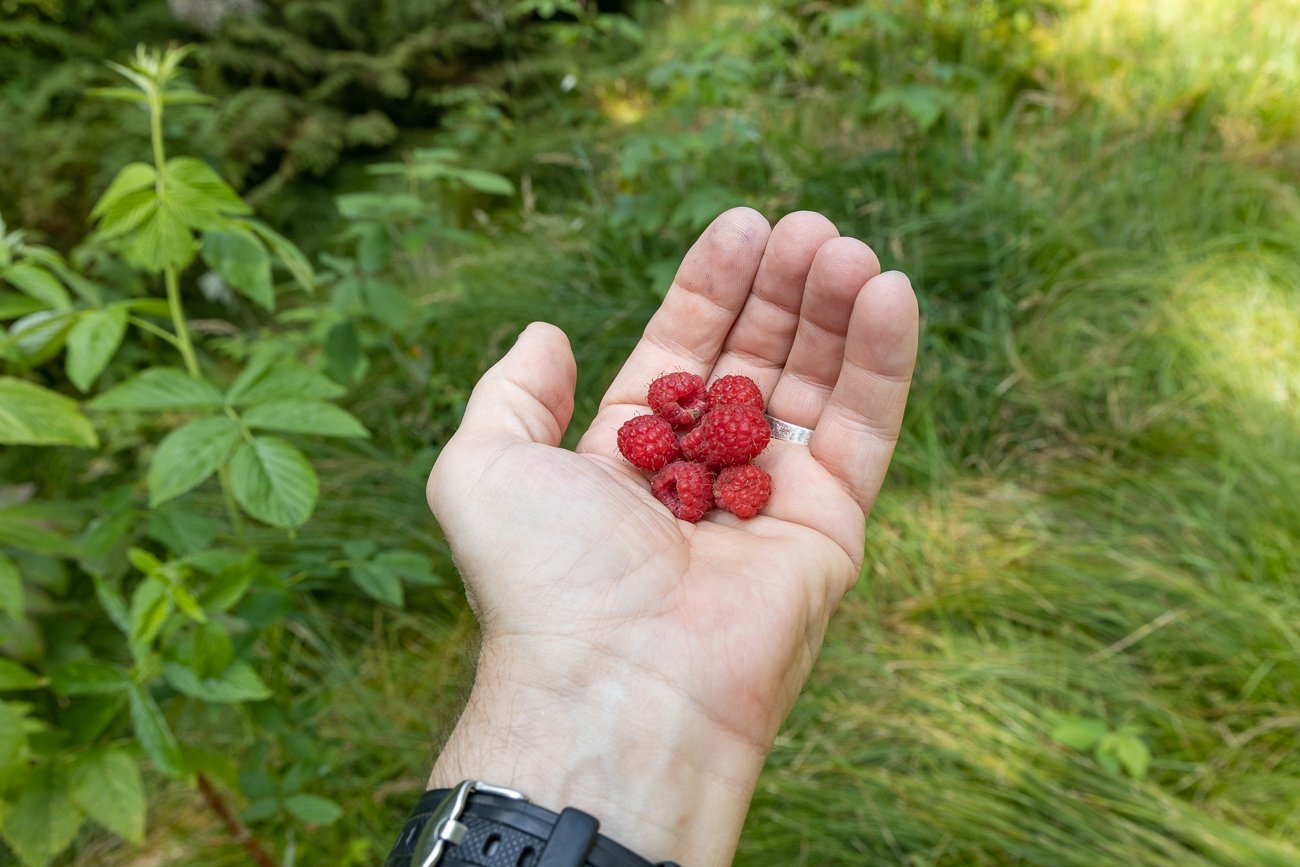 ... wollen verspeist werden ;-)