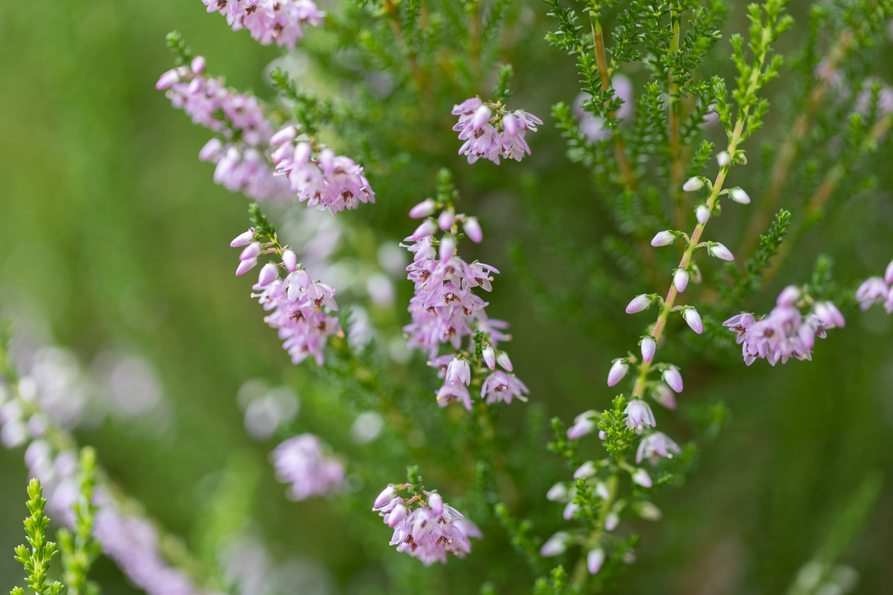 Auch Heidekräuter wachsen hier