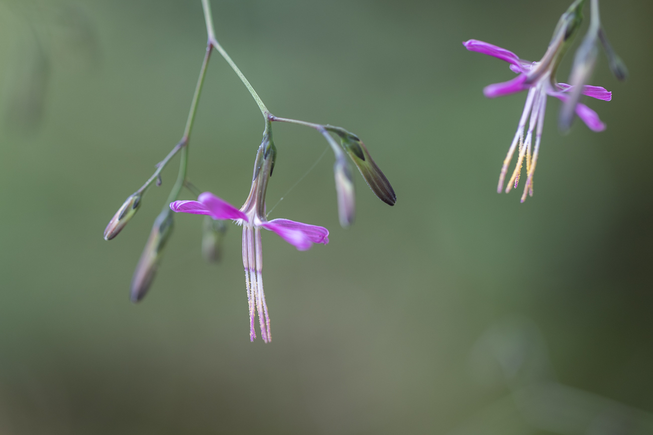 Grauer Alpendost [Adenostyles alliariae] auch Berglattich genannt