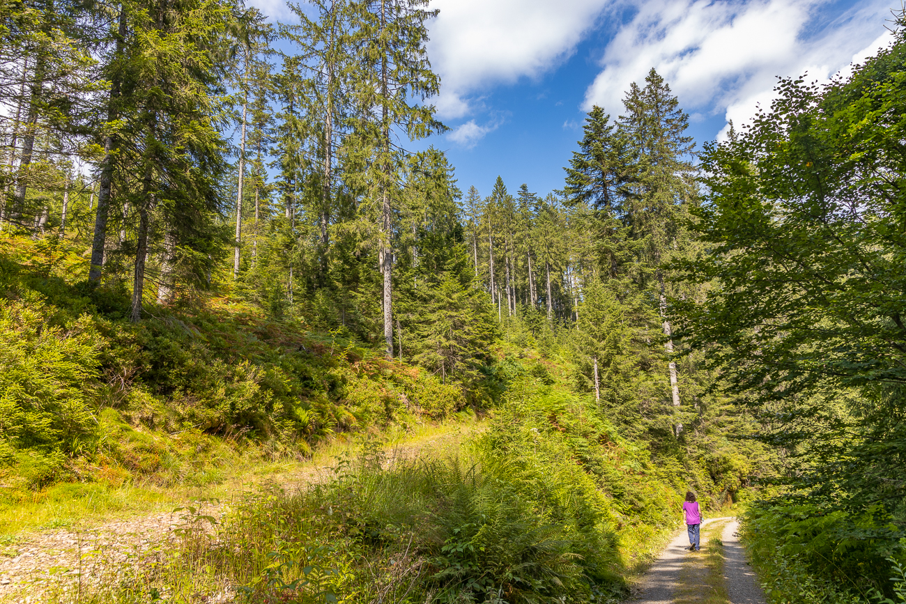 Neben den Wanderwegen ...