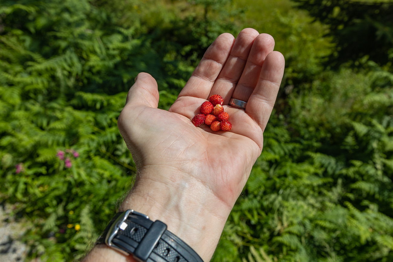 ... finden wir auch schmackhafte Walderdbeeren