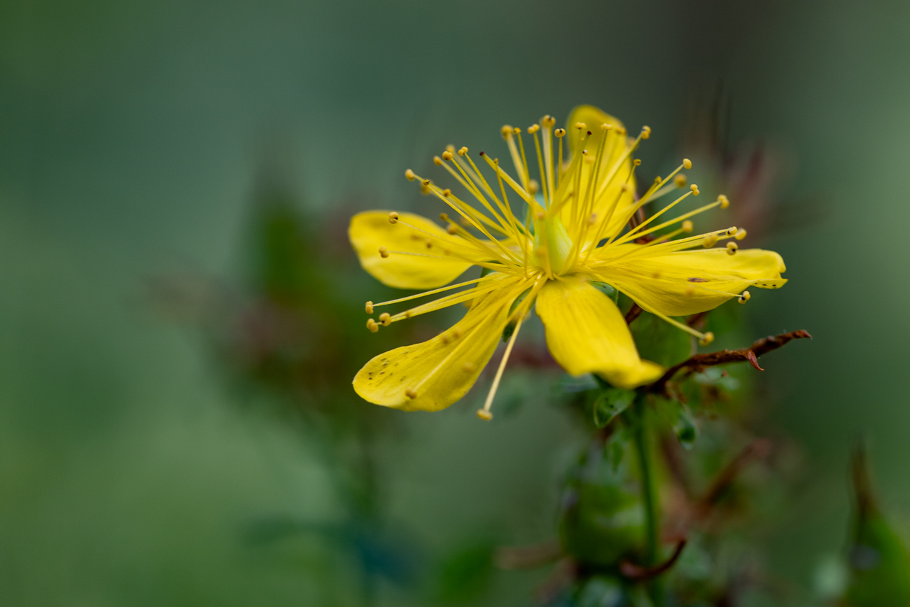 Echtes Johanniskraut [Hypericum perforatum]