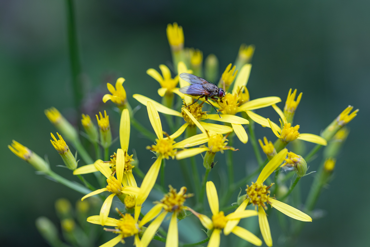 Fliege auf Fuchsschem Greiskraut (Senecio ovatus auch Fuchskreuzkraut genannt
