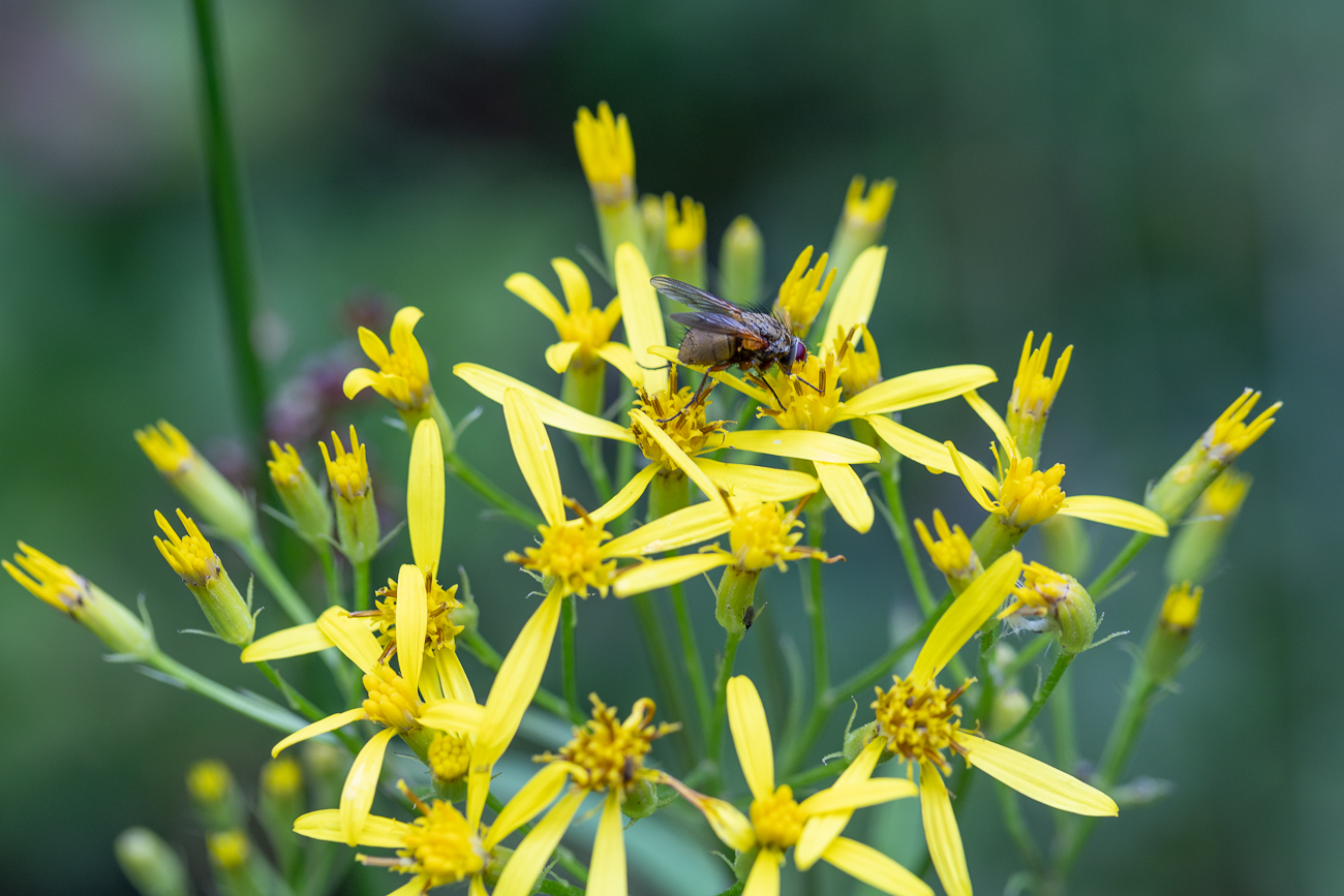 Fliege auf Fuchsschem Greiskraut