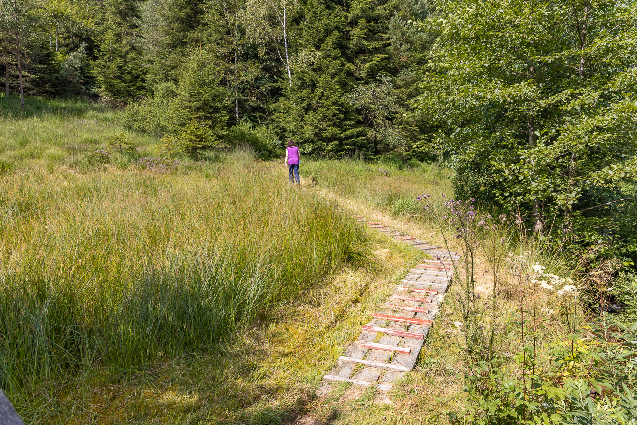 Hinter der Brücke wird es sumpfig ...