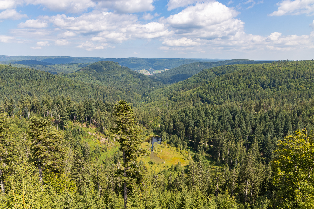 Blick vom Aussichtspunkt Ellbachsee auf den See