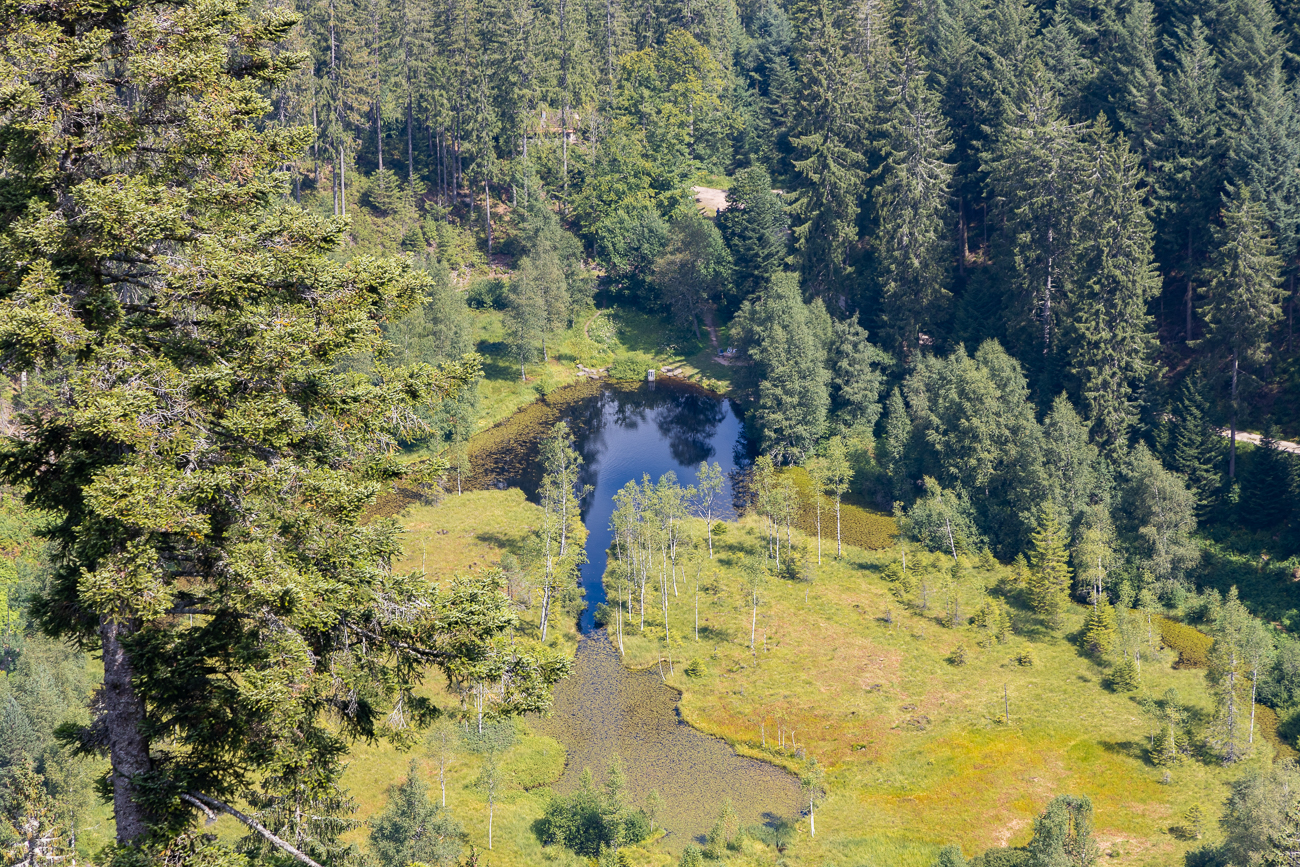 Der Ellbachsee ist durch Gletscher entstanden. Die letzte Vertiefung des Seebeckens geschah während der Würm-Kaltzeit, die im Schwarzwald vor ungefähr 10.000 Jahren endete