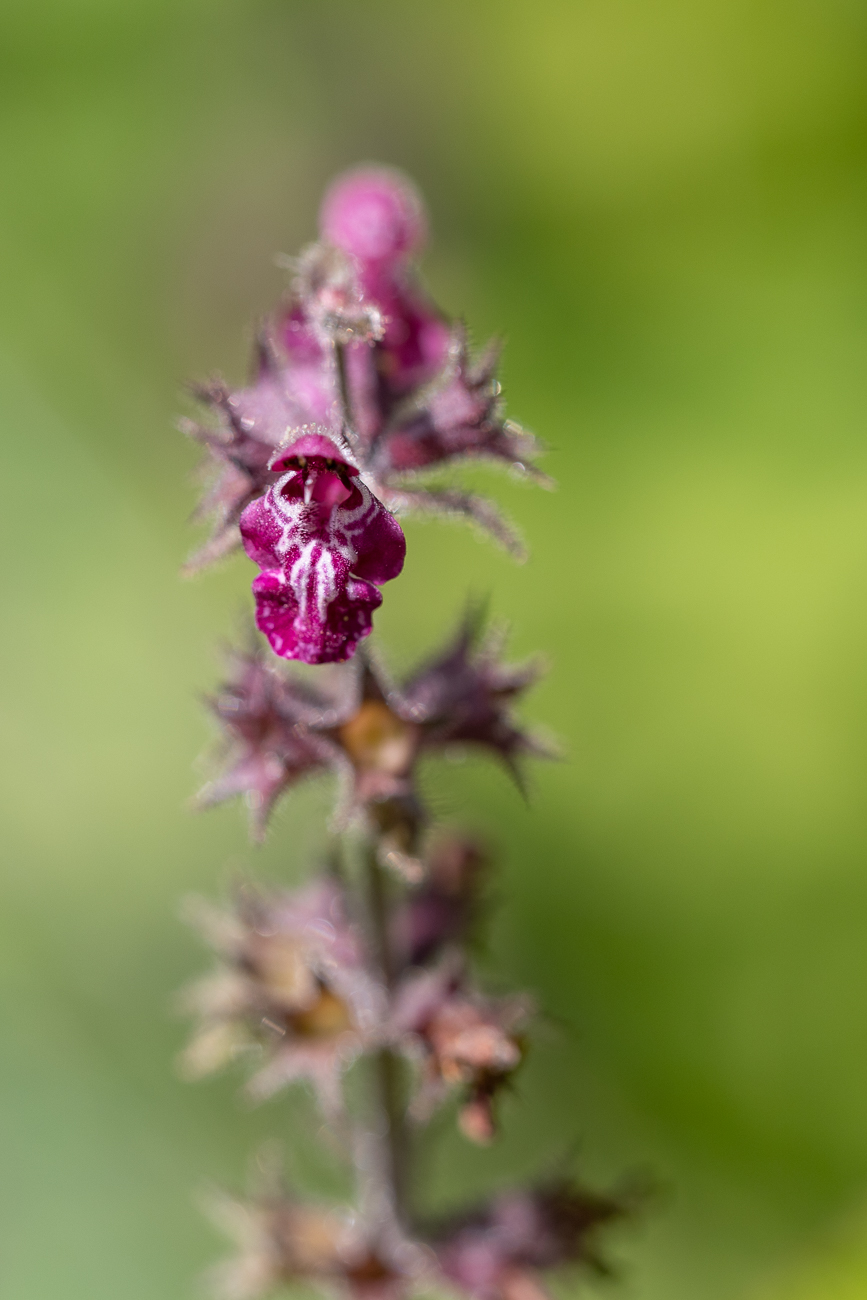 Wald-Ziest [Stachys sylvatica]