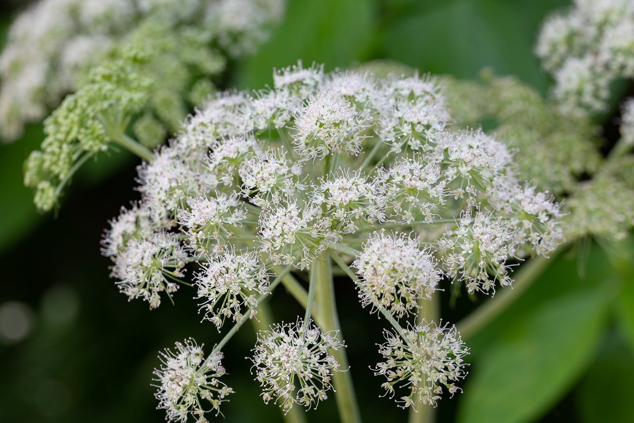 Wald-Engelwurz [Angelica sylvestris]