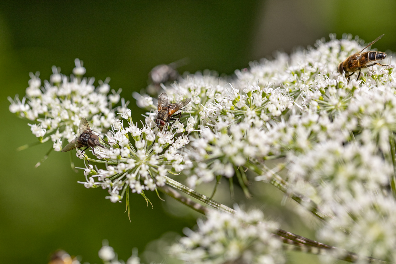Der Wald-Engelwurz ist wohl bei Fliegen beliebt