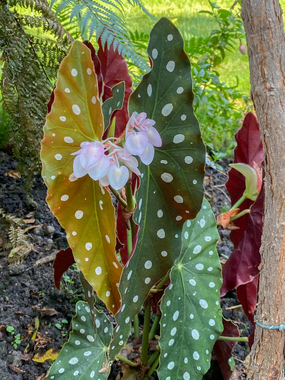 Forellenbegonie [Begonia maculata]