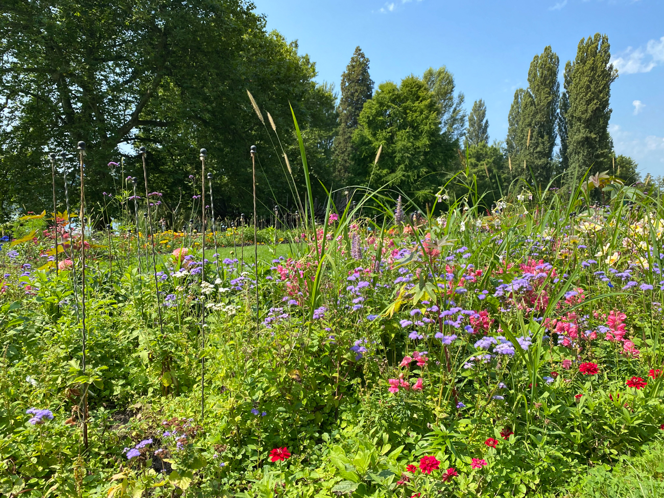 Blumenwiese