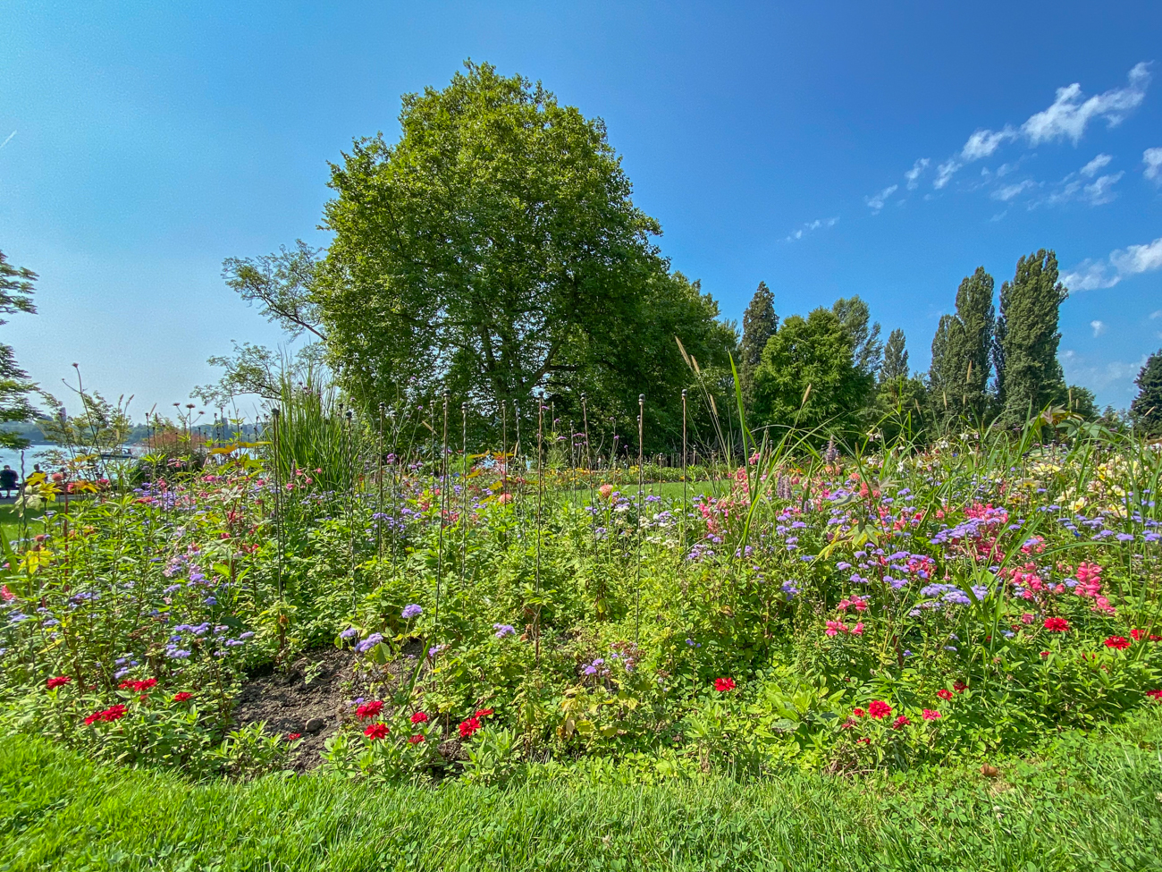 Blumenwiese