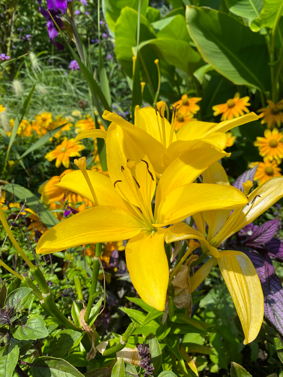 Infos zum Friedensbaum