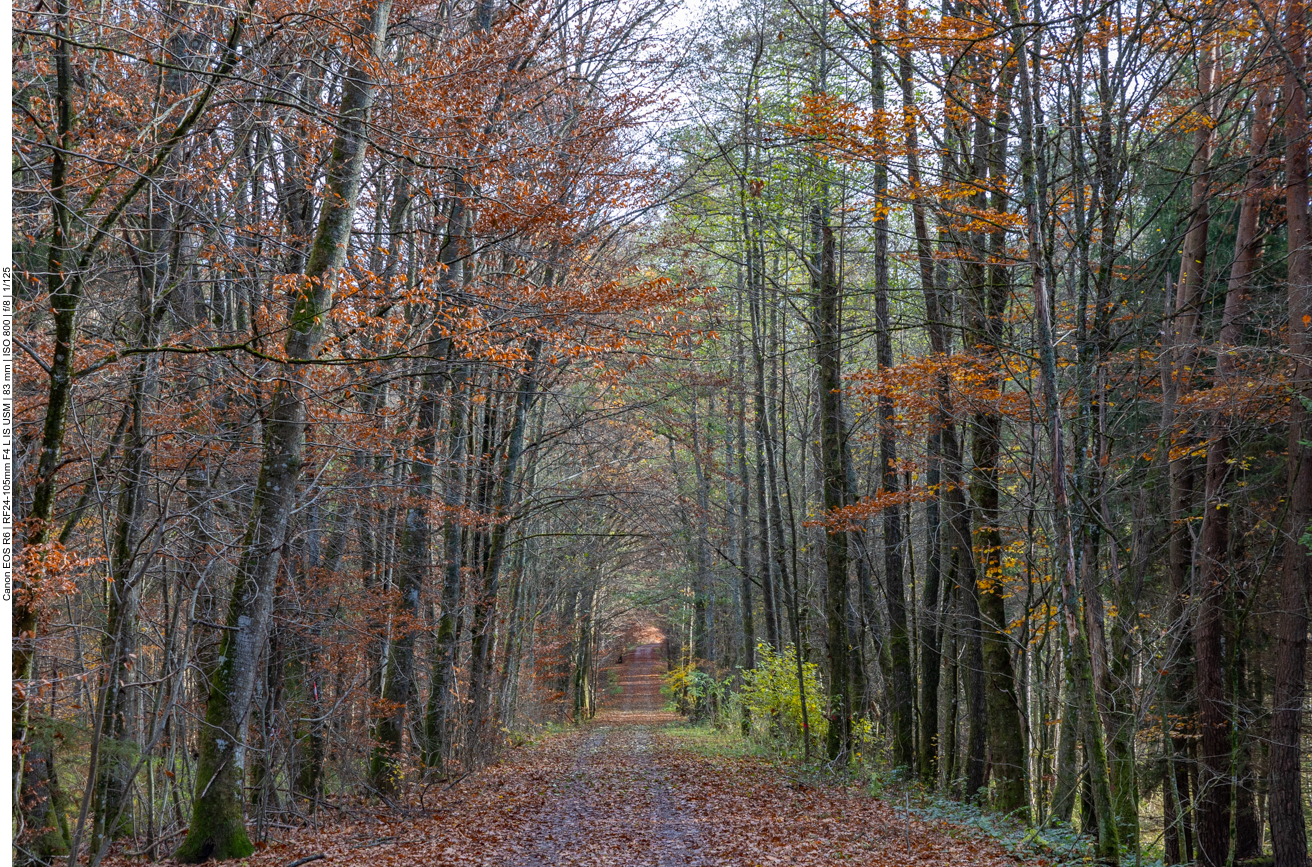 Breiter Waldweg