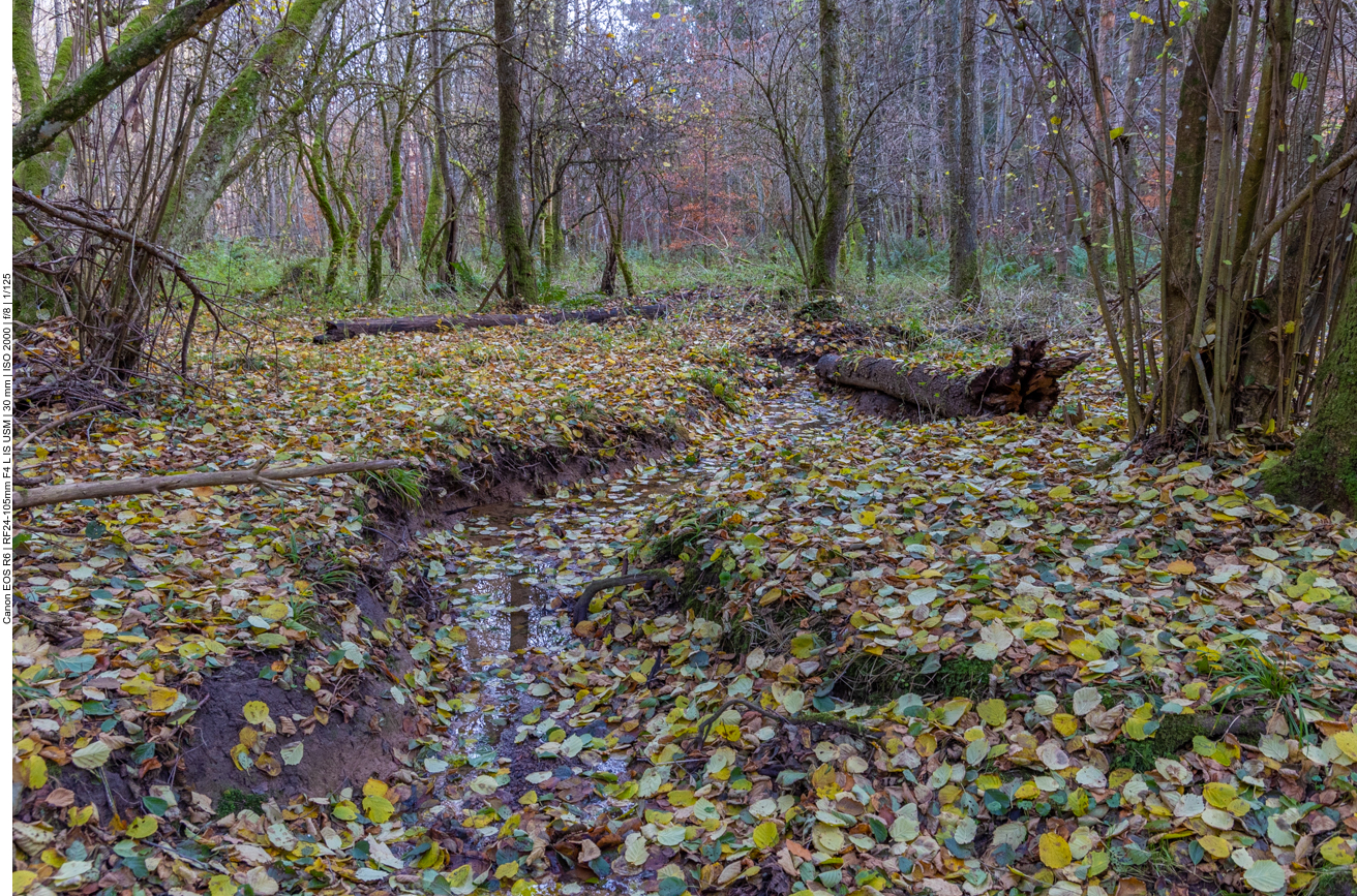 Trotz der Niederschläge nur noch wenig Wasser im Bach