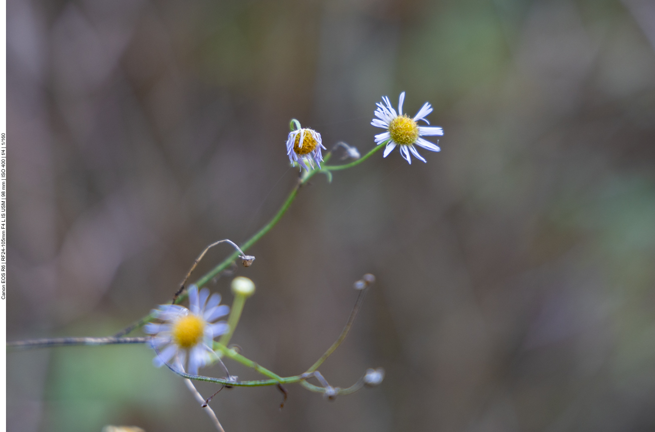 Einjähriges Berufkraut [Erigeron annuus]