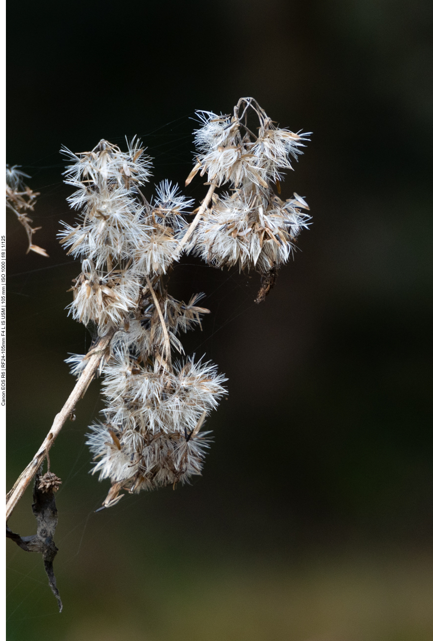 Kanadische Goldrute [Solidago canadensis]