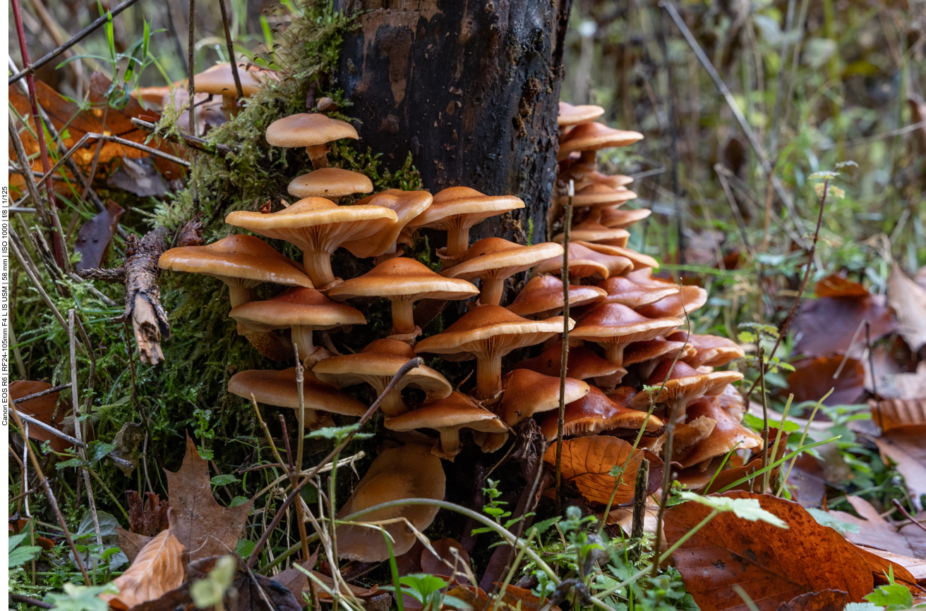 Hier sprießen die Pilze