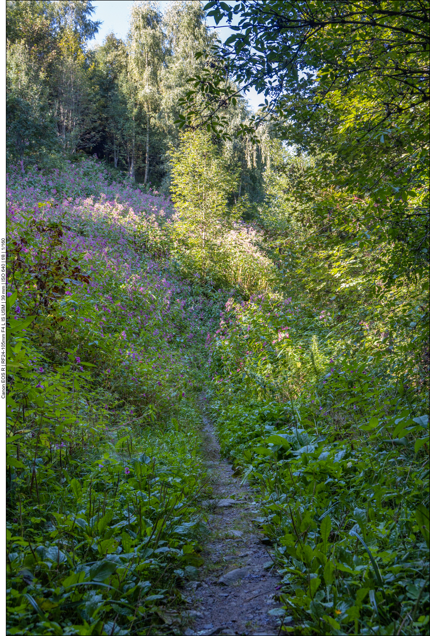 Zwischendurch greifen Brennesseel und anderes Gewächs nach unseren Beinen